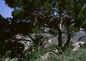 LEICA M3, SUMMICRON 2/50